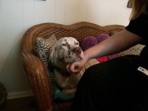 Deaf English Setter Winston