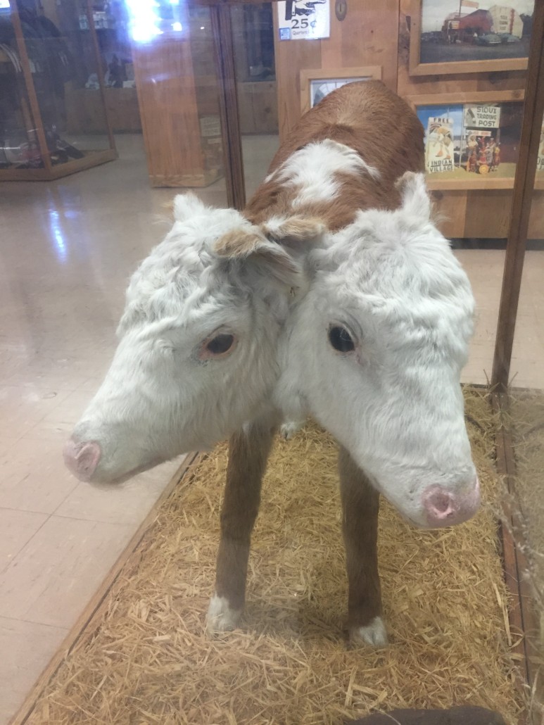Twoheaded cow • Free Wheelin'