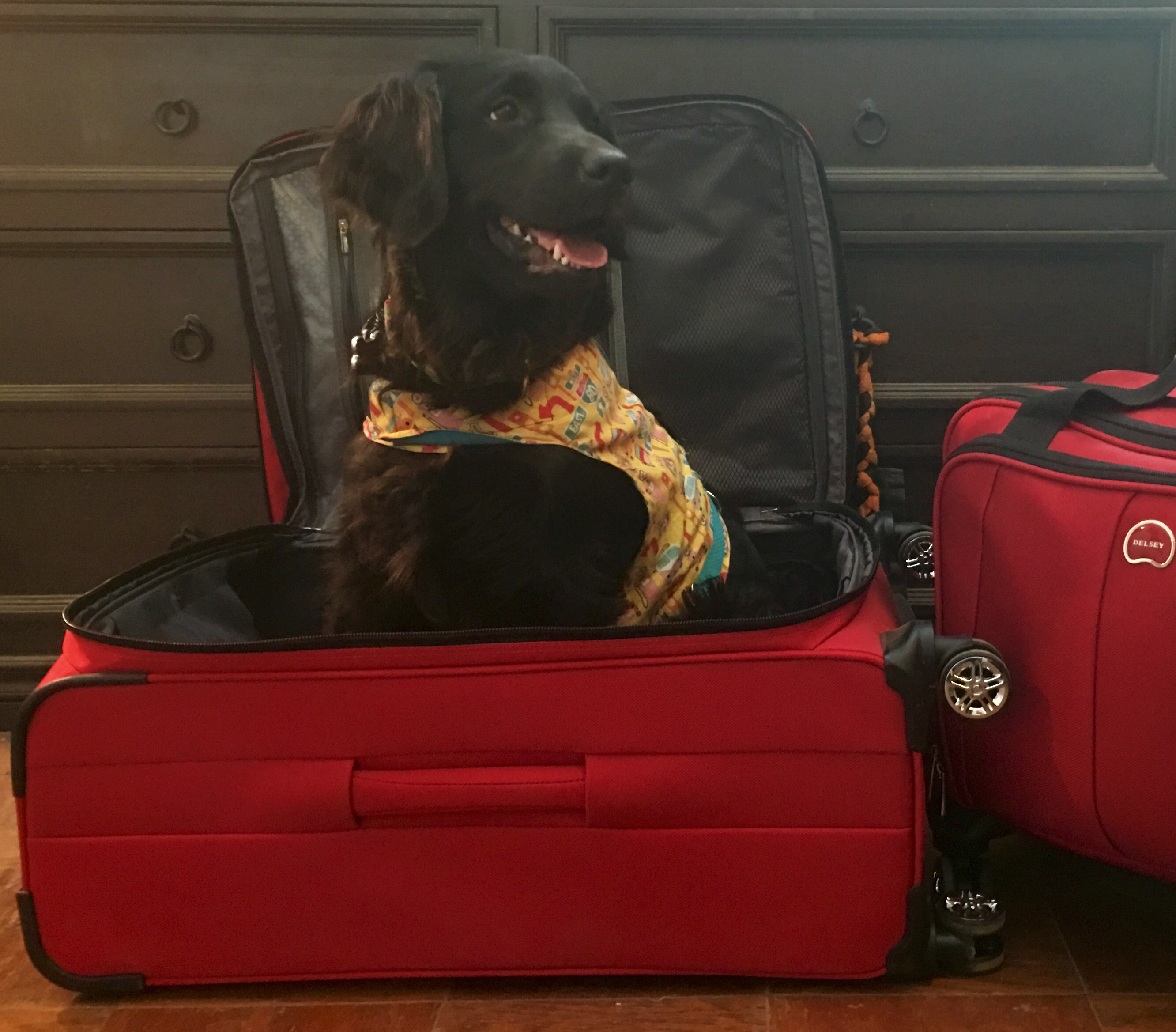 dog travel for service dogs
