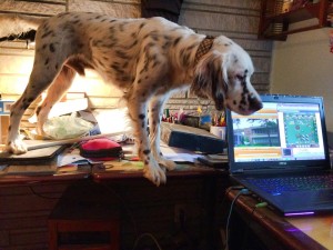 Winston the English Setter