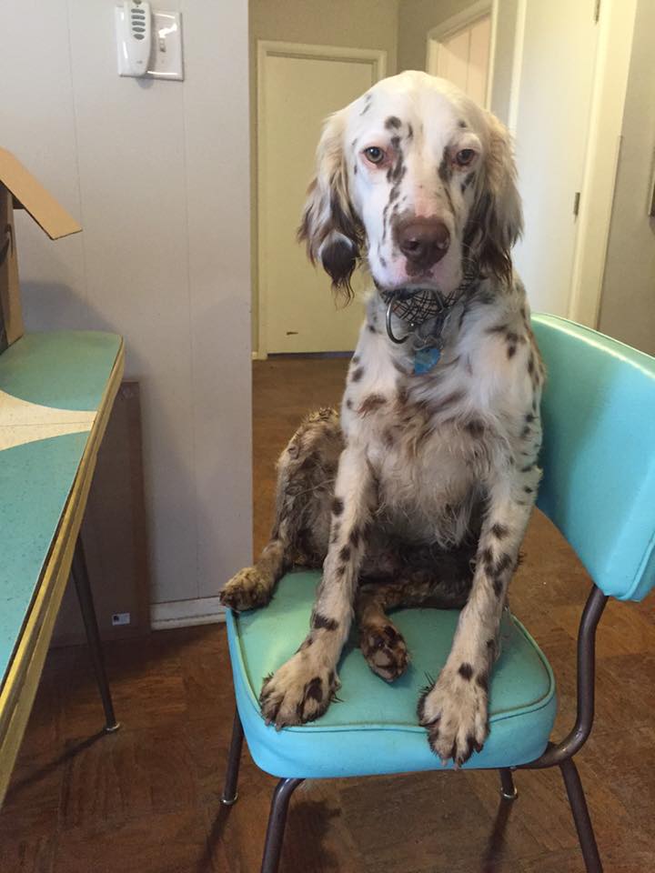 Winston the English Setter.