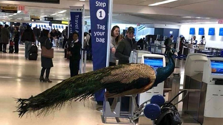 Peacock