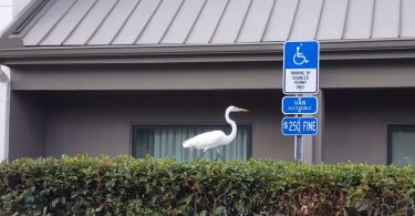 Wheelchair accessible Sarasota, Florida places to visit. Image shows an egret next to disability parking sign.