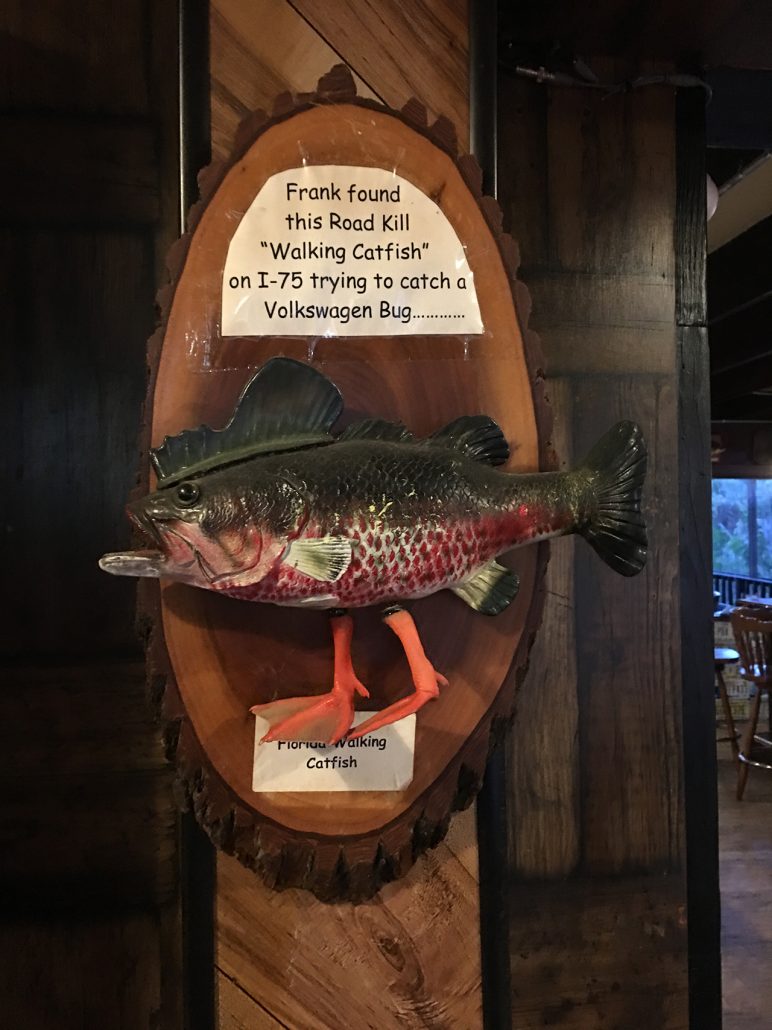 Gaffe taxidermy of Florida Walking Catfish at Linger Lodge near wheelchair accessible Bradenton, Florida.