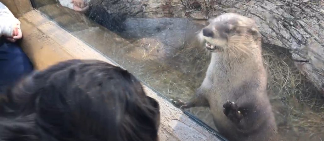 Otters at wheelchair accessible Mote Aquarium, Sarasota, Florida.